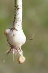 Broadleaf wild leek